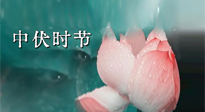 【艾灸三伏天】中伏：三伏灸的關(guān)鍵轉(zhuǎn)折點！“灸”除病根的大好時機(jī)！