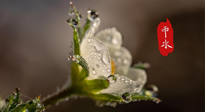 【二十四節氣灸】雨水節氣，扶陽、祛濕、調氣血，才是養生重點！艾灸，橫掃濕寒！